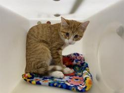 Shelter Stray Male Cat last seen Near BLOCK N 95TH ST, 3839 W Burnham St, West Milwaukee, WI 53215, USA