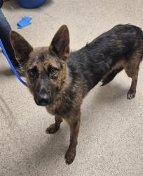 Shelter Stray Female Dog last seen Near BLOCK MANOR ST, BAKERSFIELD CA 93308, 3951 Fruitvale Ave, Bakersfield, CA 93308, USA