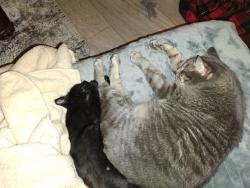 Reunited Male Cat last seen Polo ,ransom rd and Reynolda road, Winston-Salem, NC 27106