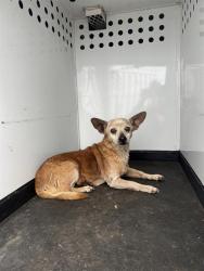 Shelter Stray Female Dog last seen Near BLK 9TH ST BAKERSFIELD,CA, 201 S Mt Vernon Ave, Bakersfield, CA 93307, USA