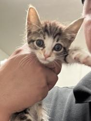 Shelter Stray Female Cat last seen Near BLOCK LEDGESTONE ST, BAKERSFIELD CA 93307, 3951 Fruitvale Ave, Bakersfield, CA 93308, USA