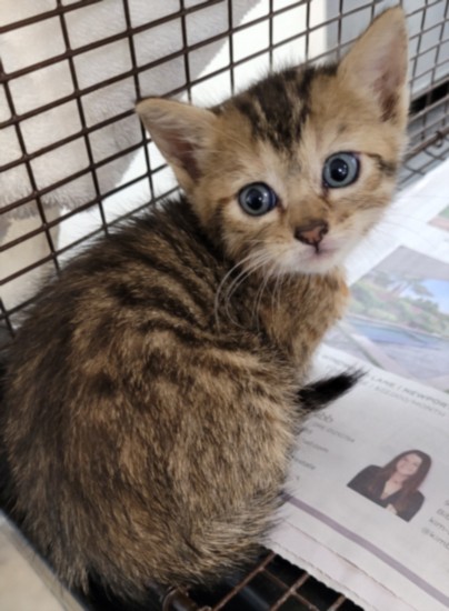 Shelter Stray Female Cat last seen , 957 N Gaffey St, San Pedro, CA 90731, USA