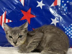 Shelter Stray Male Cat last seen , 957 N Gaffey St, San Pedro, CA 90731, USA