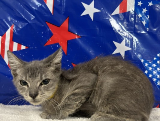 Shelter Stray Male Cat last seen , 957 N Gaffey St, San Pedro, CA 90731, USA