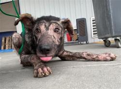 Shelter Stray Male Dog last seen Near BLOCK VINELAND RD, BAKERSFIELD CA 93307, 3951 Fruitvale Ave, Bakersfield, CA 93308, USA