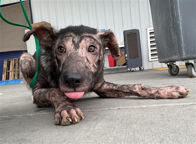 Shelter Stray Male Dog last seen Near BLOCK VINELAND RD, BAKERSFIELD CA 93307, 3951 Fruitvale Ave, Bakersfield, CA 93308, USA