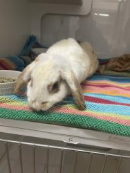 Shelter Stray Female Other last seen BERMUDA, 16 Barnes Ct, Hayward, CA 94544, USA