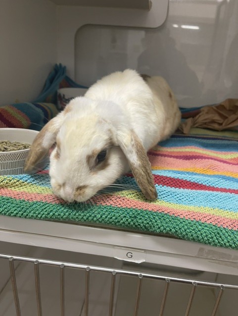 Shelter Stray Female Other last seen BERMUDA, 16 Barnes Ct, Hayward, CA 94544, USA