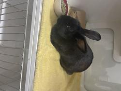 Shelter Stray Female Other last seen BERMUDA, 16 Barnes Ct, Hayward, CA 94544, USA
