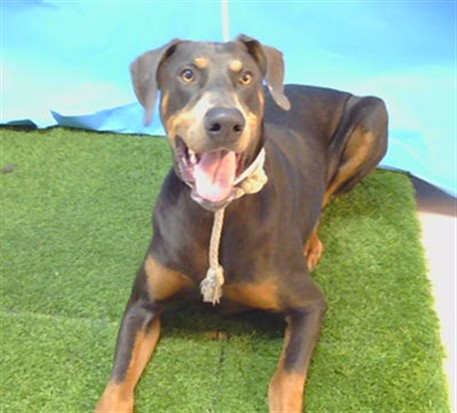 Shelter Stray Male Dog last seen , 216 W Victoria St, Gardena, CA 90248, USA