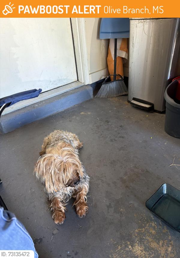 Found/Stray Male Dog last seen Olive Branch High School, Olive Branch, MS 38654