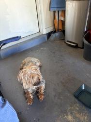Found/Stray Male Dog last seen Olive Branch High School, Olive Branch, MS 38654