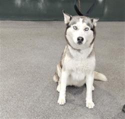 Shelter Stray Female Dog last seen , 3201 Lacy St, Los Angeles, CA 90031, USA