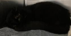Shelter Stray Male Cat last seen Near BLOCK FASHION AVE, LB CA 90810, 7700 E Spring St, Long Beach, CA 90815, USA