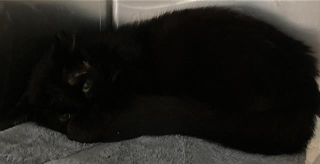 Shelter Stray Male Cat last seen Near BLOCK FASHION AVE, LB CA 90810, 7700 E Spring St, Long Beach, CA 90815, USA