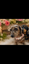 Reunited Unknown Dog last seen Enchanted Sun, San Antonio, TX 78244, USA, San Antonio, TX 78244