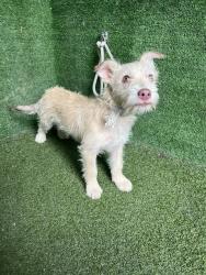 Shelter Stray Male Dog last seen , 5210 W Ave I, Lancaster, CA 93536, USA