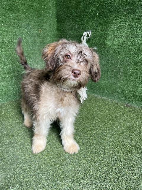 Shelter Stray Female Dog last seen , 5210 W Ave I, Lancaster, CA 93536, USA