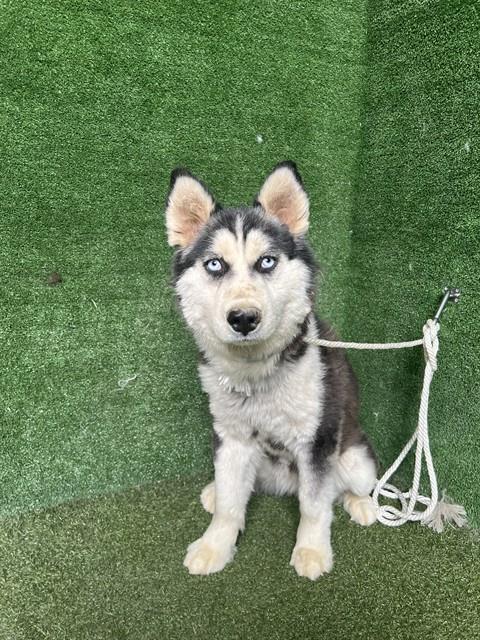 Shelter Stray Female Dog last seen , 5210 W Ave I, Lancaster, CA 93536, USA