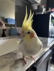 Lost Male Bird last seen Orleans Place Neighborhood, McDonough, GA 30253