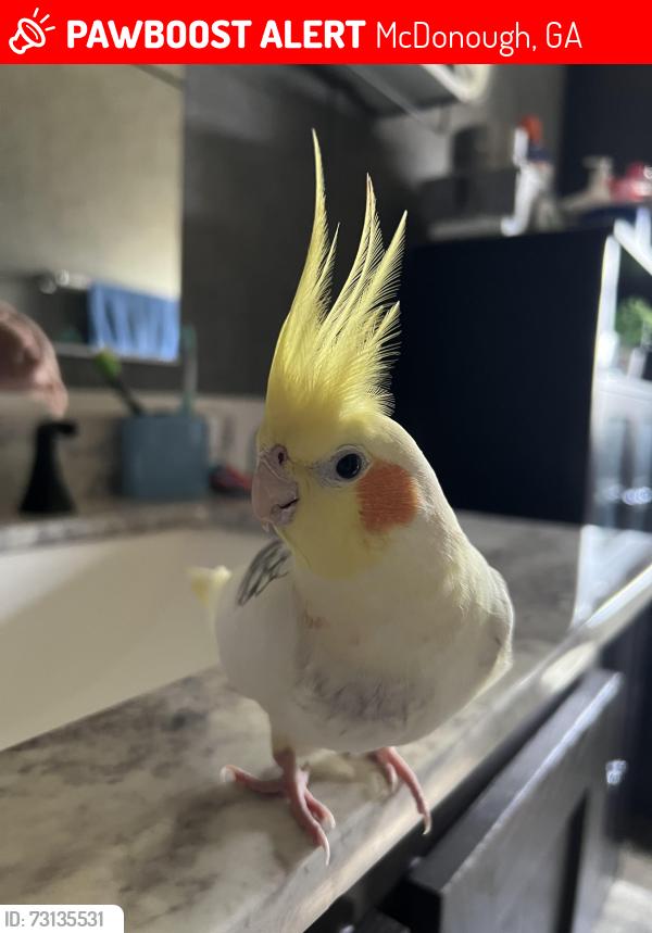Lost Male Bird last seen Orleans Place Neighborhood, McDonough, GA 30253