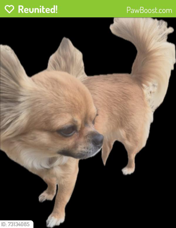 Reunited Female Dog last seen Williams St and Yale St, Palo Alto, CA 94306