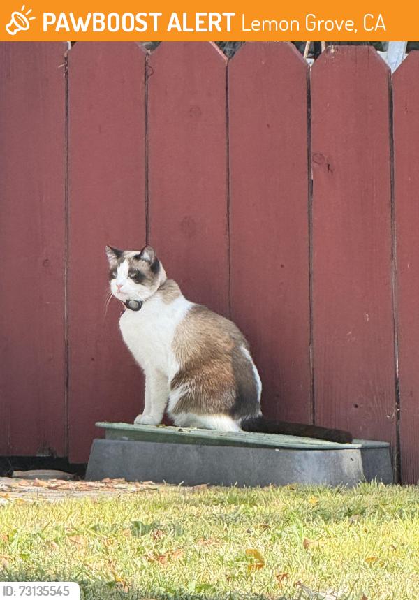 Found/Stray Unknown Cat last seen Lemon grove avenue, Lemon Grove, CA 91945