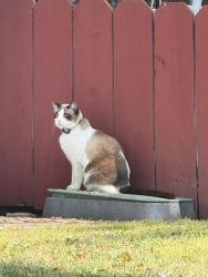 Found/Stray Unknown Cat last seen Lemon grove avenue, Lemon Grove, CA 91945