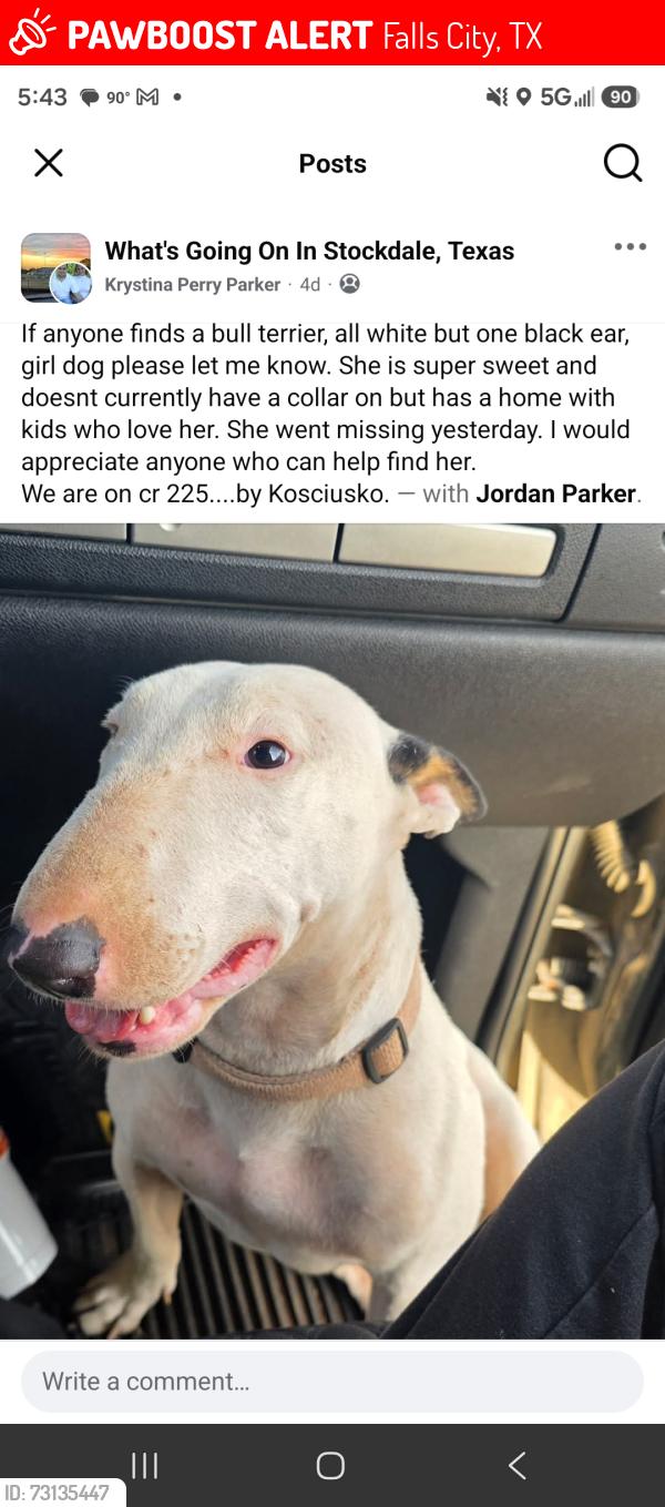 Lost Female Dog last seen Cr 225 and cr228, Falls City, TX 78113