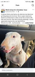 Lost Female Dog last seen Cr 225 and cr228, Falls City, TX 78113
