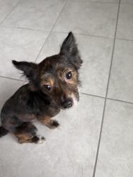 Found/Stray Female Dog last seen 20th street and South Ave, Zephyrhills, FL 33542