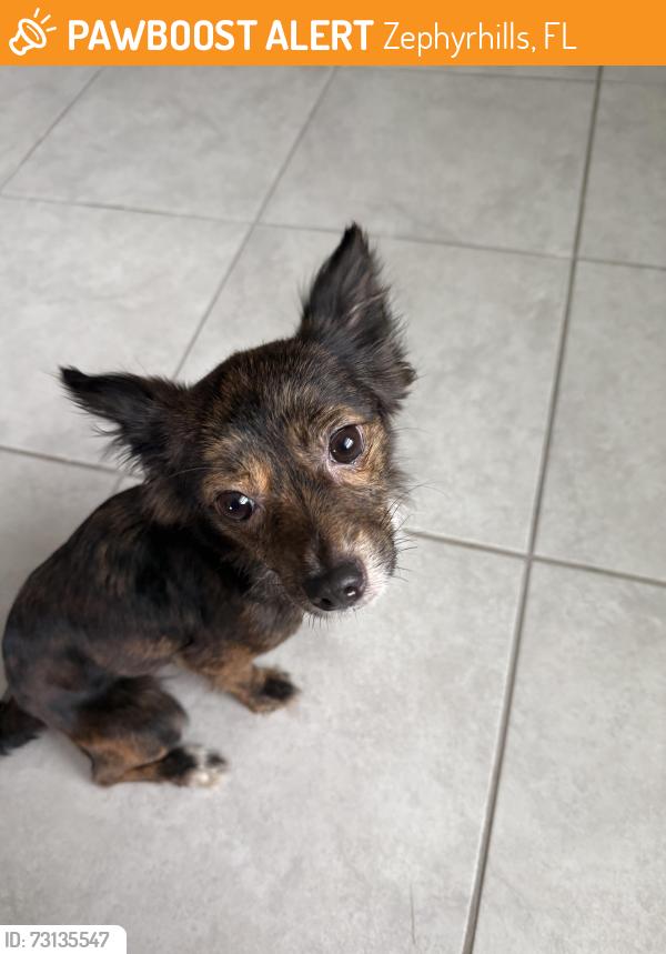 Found/Stray Female Dog last seen 20th street and South Ave, Zephyrhills, FL 33542