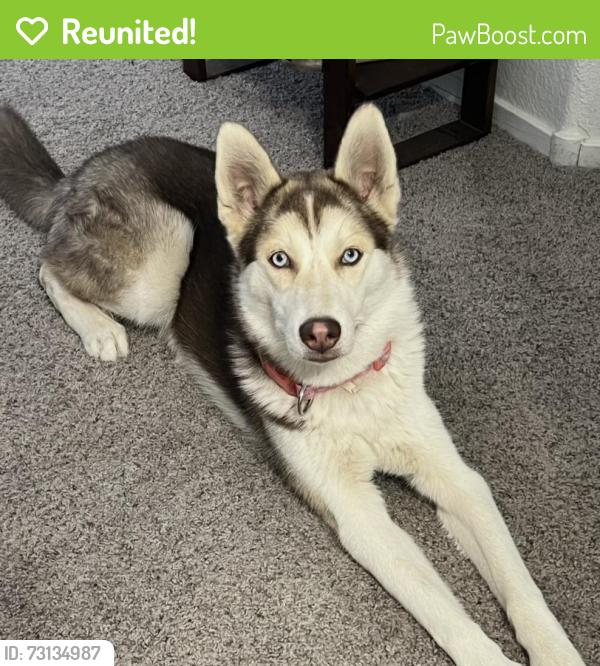 Reunited Female Dog last seen Florence Hills St Las Vegas, NV 89141, Las Vegas, NV 89141