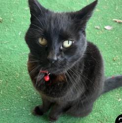 Lost Female Cat last seen Ne 18th street harmony elementary school, Vancouver, WA 98684