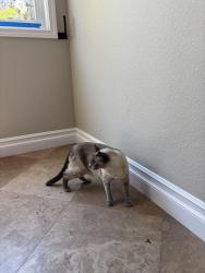 Lost Female Cat last seen North pendleton, San Clemente, CA 92672