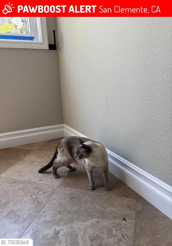 Lost Female Cat last seen North pendleton, San Clemente, CA 92672