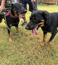 Reunited Male Dog last seen Black Willow and Bratcher, Arlington, TX 76002