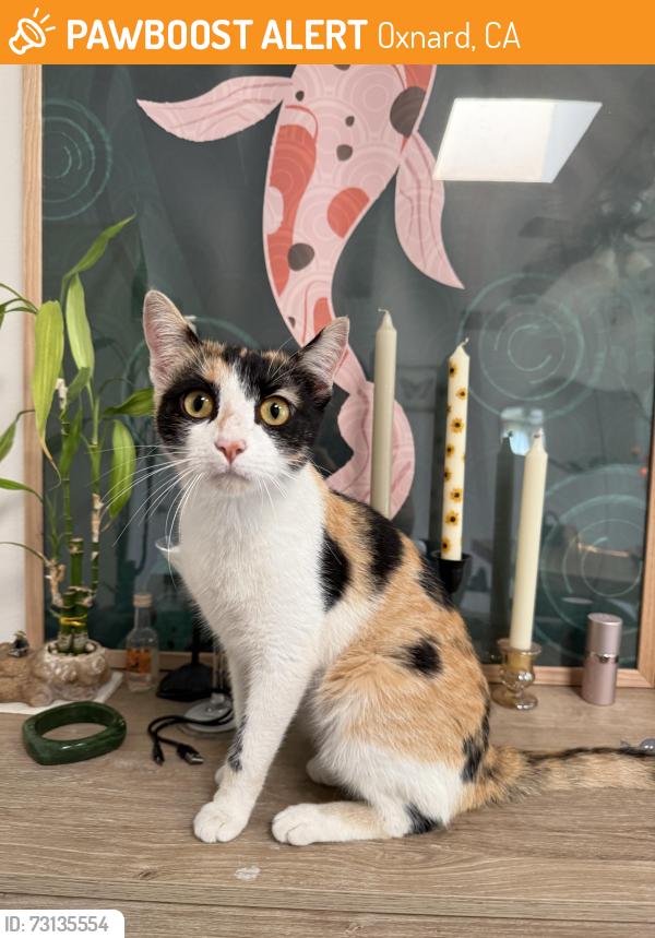 Found/Stray Female Cat last seen Elm park, Oxnard, CA 93033