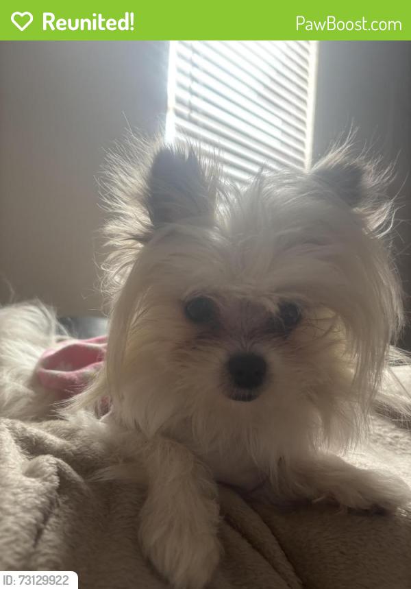 Reunited Unknown Dog last seen Boiling Springs Rd and Lilac Ln, Spartanburg, SC 29303