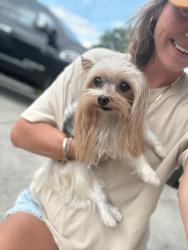 Reunited Female Dog last seen Shaconage neighborhood, Sevierville, TN 37876