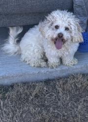 Lost Male Dog last seen Toyota Sport City, Dallas, TX 75228