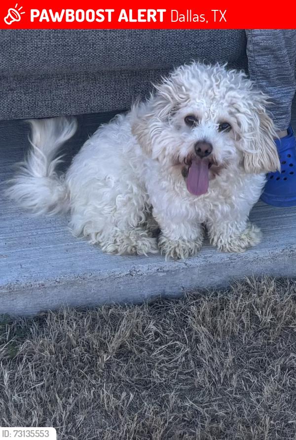 Lost Male Dog last seen Toyota Sport City, Dallas, TX 75228