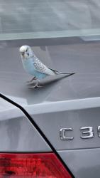 Found/Stray Male Bird last seen UCLA David Geffen School of Medicine, Los Angeles, CA 90095