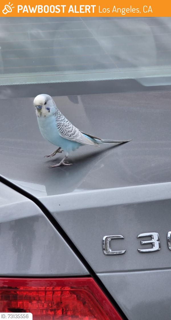 Deceased Male Bird last seen UCLA David Geffen School of Medicine, Los Angeles, CA 90095