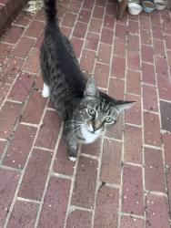 Found/Stray Female Cat last seen Calcutt street, Fayetteville, NC 28305