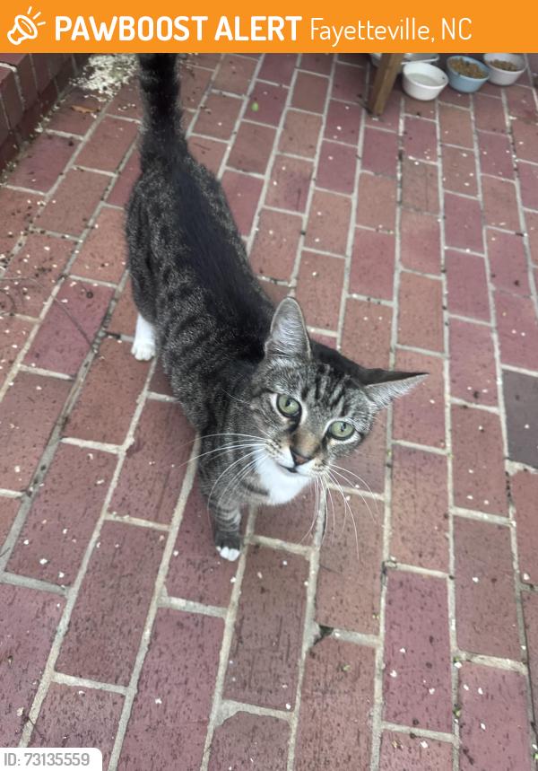 Found/Stray Female Cat last seen Calcutt street, Fayetteville, NC 28305