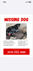 Lost Female Dog last seen Lonely Pines Dr, Montgomery County, TX 77302