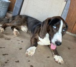 Found/Stray Male Dog last seen 93rd and Q, Lubbock, TX 79423