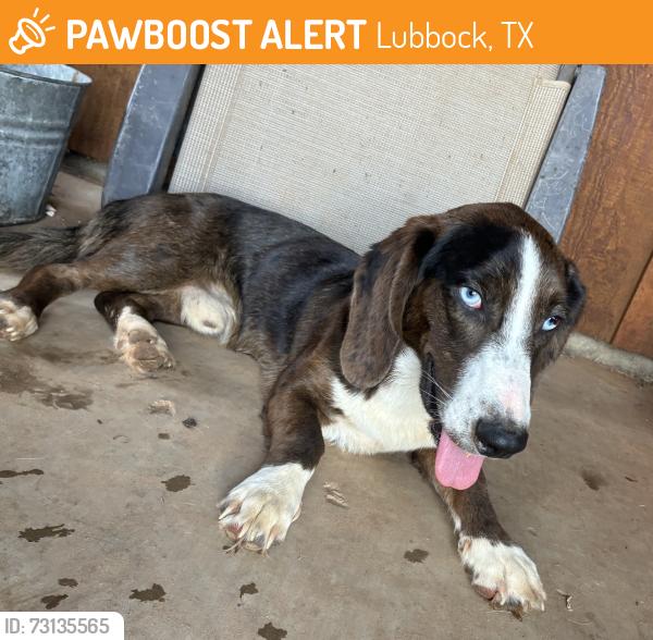 Found/Stray Male Dog last seen 93rd and Q, Lubbock, TX 79423