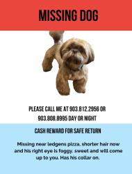 Lost Male Dog last seen Near S County Road 1270 Midland, TX 79706, Midland, TX 79706
